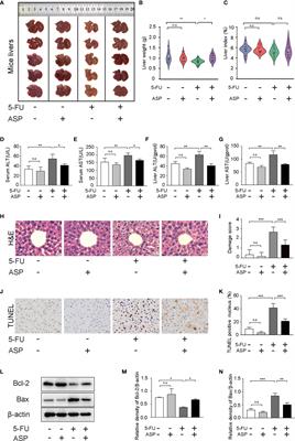 Angelica Polysaccharide Antagonizes 5-FU-Induced Oxidative Stress Injury to Reduce Apoptosis in the Liver Through Nrf2 Pathway